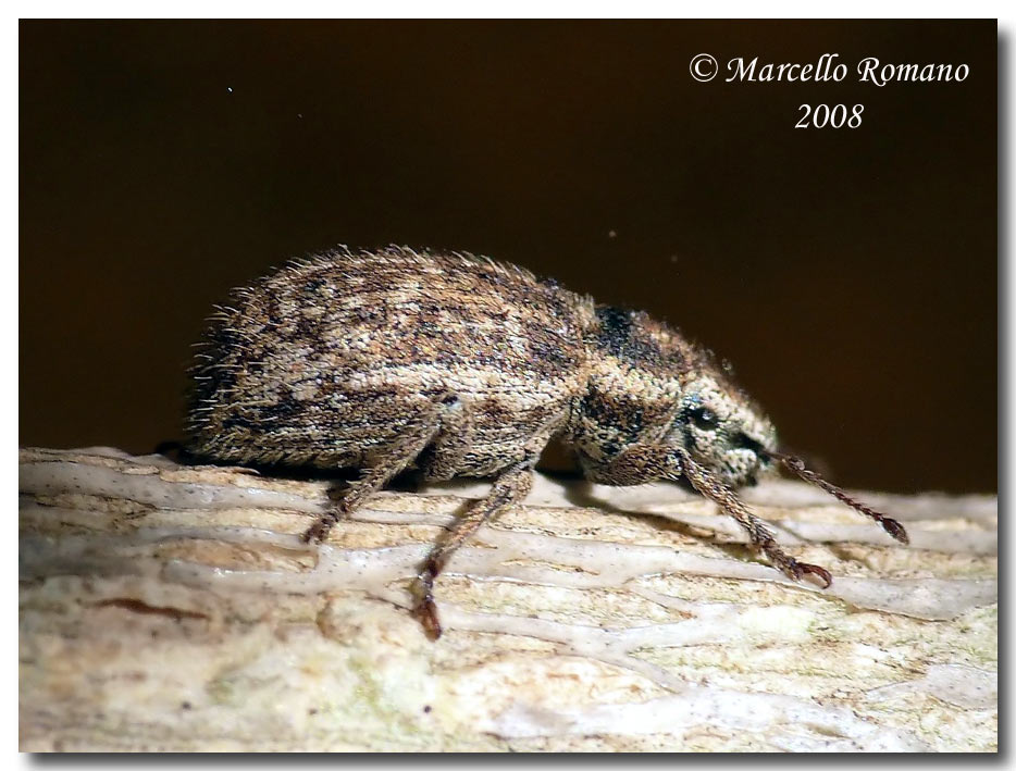 Curculionide Brachiderino dalla Sicilia